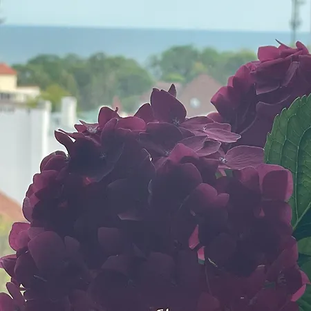 Appartement Aqua Marine *